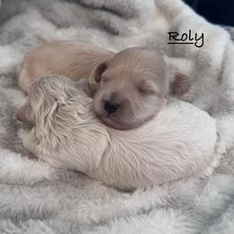Roly - Cream male Maltipoo puppy in Traverse City, Michigan from Riyem Wildflower Farms