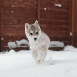 Ash - Gray and white female Siberian Husky puppy in Bly, Oregon from Hill Top Huskies