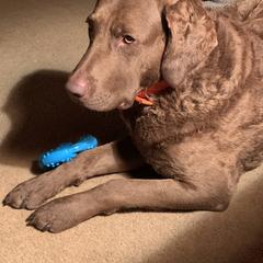 Chesapeake Bay Retriever All Grown Up from Wild Wood Chesapeakes