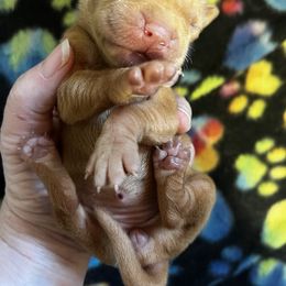 Girl One - Golden rust female Vizsla puppy in Blachly, Oregon from Sizzling Hot Vizsla's