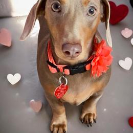 Luna - Dachshund
