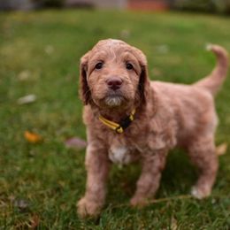 Australian Labradoodle Puppies from Companion Pups NW