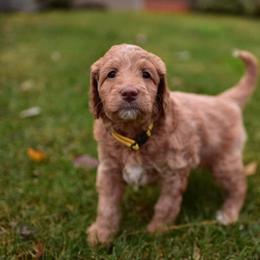 Australian Labradoodle Puppies from Companion Pups NW