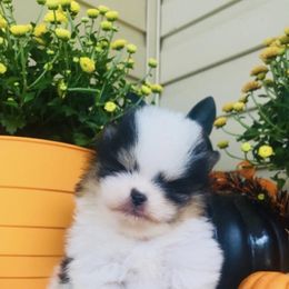 Jimmy Choo - Black and tan parti male Pomeranian puppy in Buck Valley, Pennsylvania from Buck Valley Pomeranians