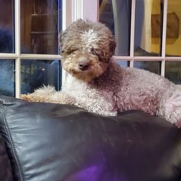 Wanda - Lagotto Romagnolo