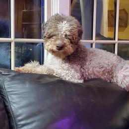 Wanda - Lagotto Romagnolo