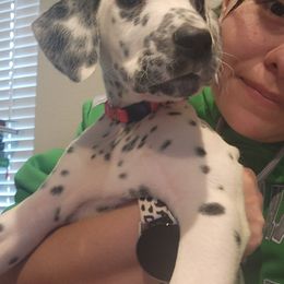 Dalmatian Puppies from America's Dalmatian Friends