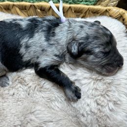 Autumn - Blue merle female Aussiedoodle puppy in York, Pennsylvania from Loving Puppy Paws Kennel