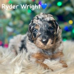 Ryder Wright - Blue merle male Aussiedoodle puppy in Lancaster, Minnesota from Finney Ranch