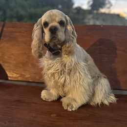 Buddy - Cocker Spaniel