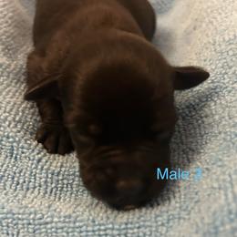 Male 3 - Black male Miniature Schnauzer puppy in Granville, Ohio from Shull Mini Schnauzers