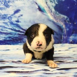 Charon - Black and white female Border Collie puppy in Avilla, Indiana from Borderline Kennels
