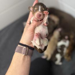 Blitz - Piebald male Dachshund puppy in Oklahoma City, Oklahoma from Barrett’s Doxie Farm