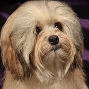 Lowchen from Earnest Kennel