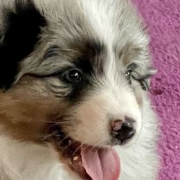 Bebe - Blue merle Australian Shepherd puppy in Martha’s Vineyard, Massachusetts from Cranberry Hill Aussies