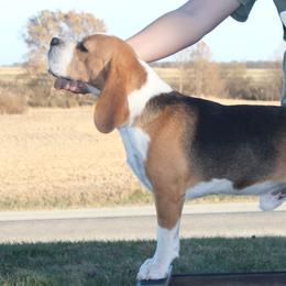 JBud - Beagle