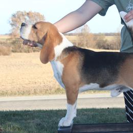 JBud - Beagle