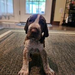 Chocko - Bracco Italiano puppy in Brevard, North Carolina from Archwood Kennels