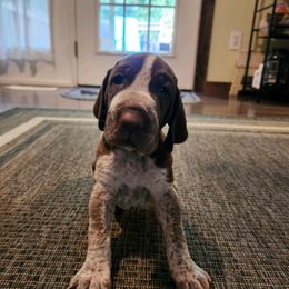 Chocko - Bracco Italiano puppy in Brevard, North Carolina from Archwood Kennels