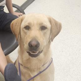 Olaf - Yellow male Labrador Retriever puppy in Hamilton, Mississippi from Keller's Retrievers