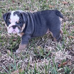 Bulldog Puppies from Strickly Bulldogs