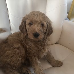 Goldendoodle Puppies from Dream Lake Doodles