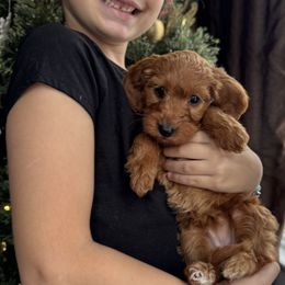 Clara - Red  female Goldendoodle puppy in Rush, New York from Care Bear Puppies