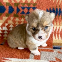 Lucy - Sable and white female American Corgi puppy in Okeechobee, Florida from HotShot Kennels