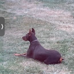 Ansa Cersei Betelges AKA Cersei - Red and rust female Doberman Pinscher puppy in Harvard, Illinois from The Defender Farm
