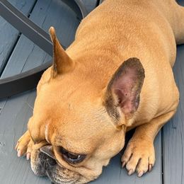 French Bulldogs from Porterhouse Frenchies