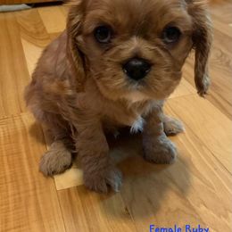 Cavalier King Charles Spaniel Puppies from C.H. Cavaliers
