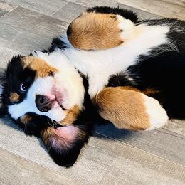 Bernese Mountain Dog Puppies from Royal Bernese Mountain Dogs