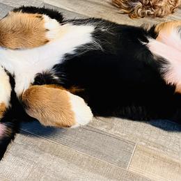 Bernese Mountain Dog Puppies from Royal Bernese Mountain Dogs