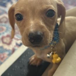 Pearl - Cream female Dachshund puppy in Atwater, California from Jes & 3 weens