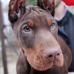 Doberman Pinscher Puppies from Imperium Dobermann Kennel