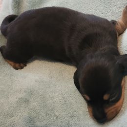 Dachshund Puppies from Happy Acres  Miniature Dachshunds