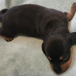 Dachshund Puppies from Happy Acres  Miniature Dachshunds