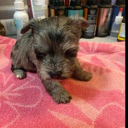 Paisley - Black and tan female Yorkshire Terrier puppy in Florence, Kentucky from 4paws4ever by Design (Amy's Puppy love)