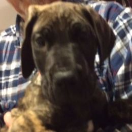 Great Dane Puppies from Daynakin Great Danes LLC