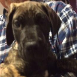 Great Dane Puppies from Daynakin Great Danes LLC
