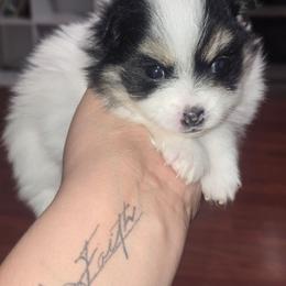 Female 2 - Tri-colored female Pomeranian puppy in Buckeye, Arizona from BL Poms Heaven