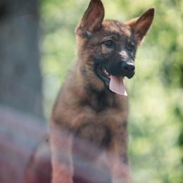German Shepherd Puppies from Vom Rindahaus Shepherds