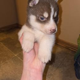 Valkyrie Storm - Red and white female Siberian Husky puppy in Bingham, Illinois from Siberian Instincts Kennel