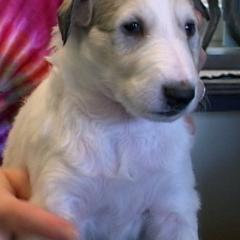 Borzoi Puppies from Radost Borzoi