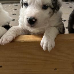 Border Collie Puppies from Roaring River Border Collies