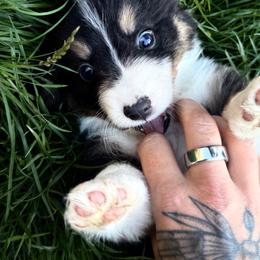 Green boy - Black and tan male American Corgi puppy in Castle Rock, Washington from R and b corgis and farm