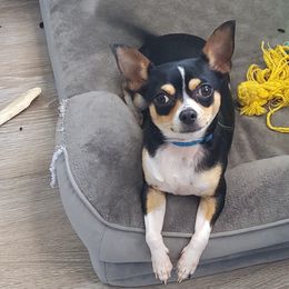 Liv - Chihuahua