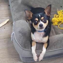 Liv - Chihuahua