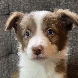 Border Collies from Double J & L Ranch Border Collies