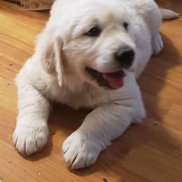 Bubbles - Golden male Golden Retriever puppy in Watkins, Colorado from Rollin' Goldies of Colorado
